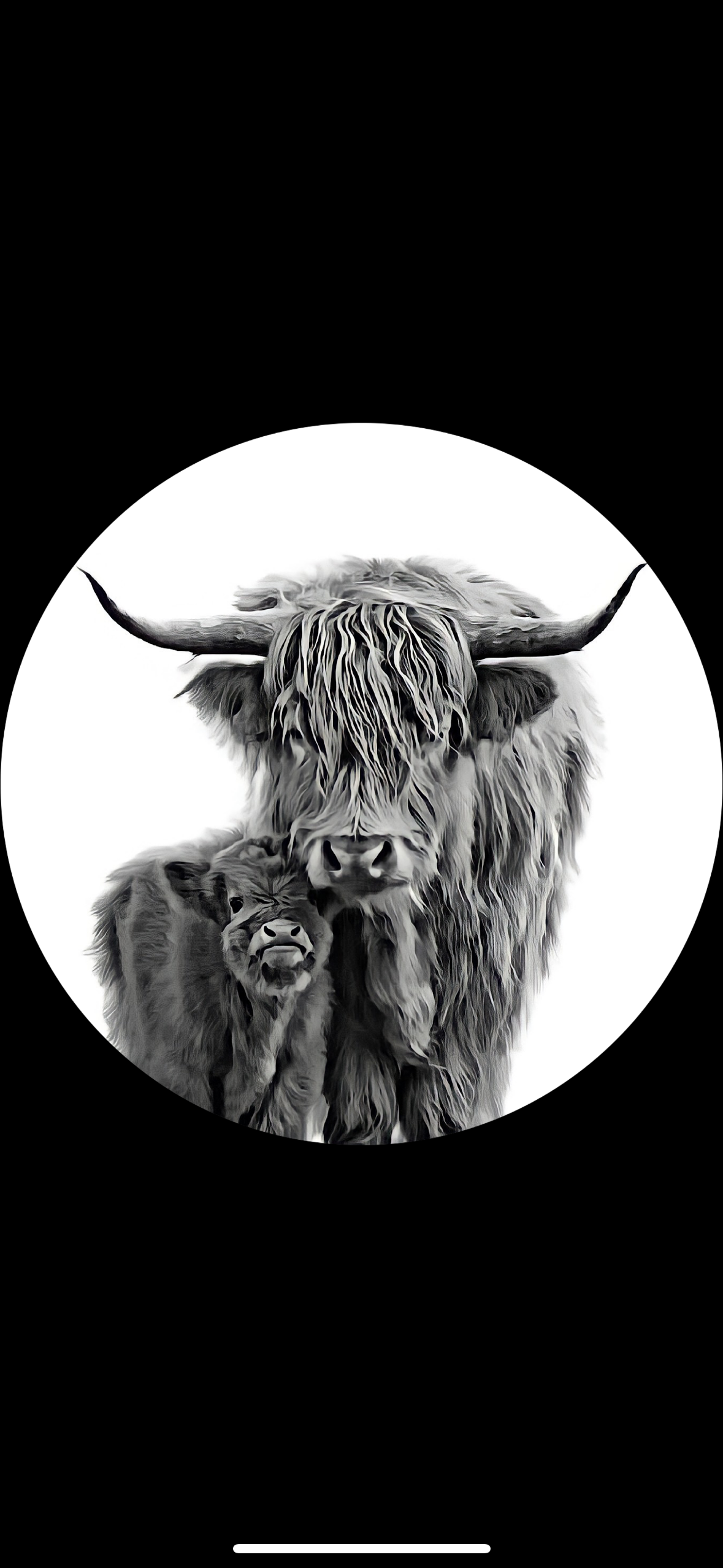 Highland Cows Freshie The Stout Steer