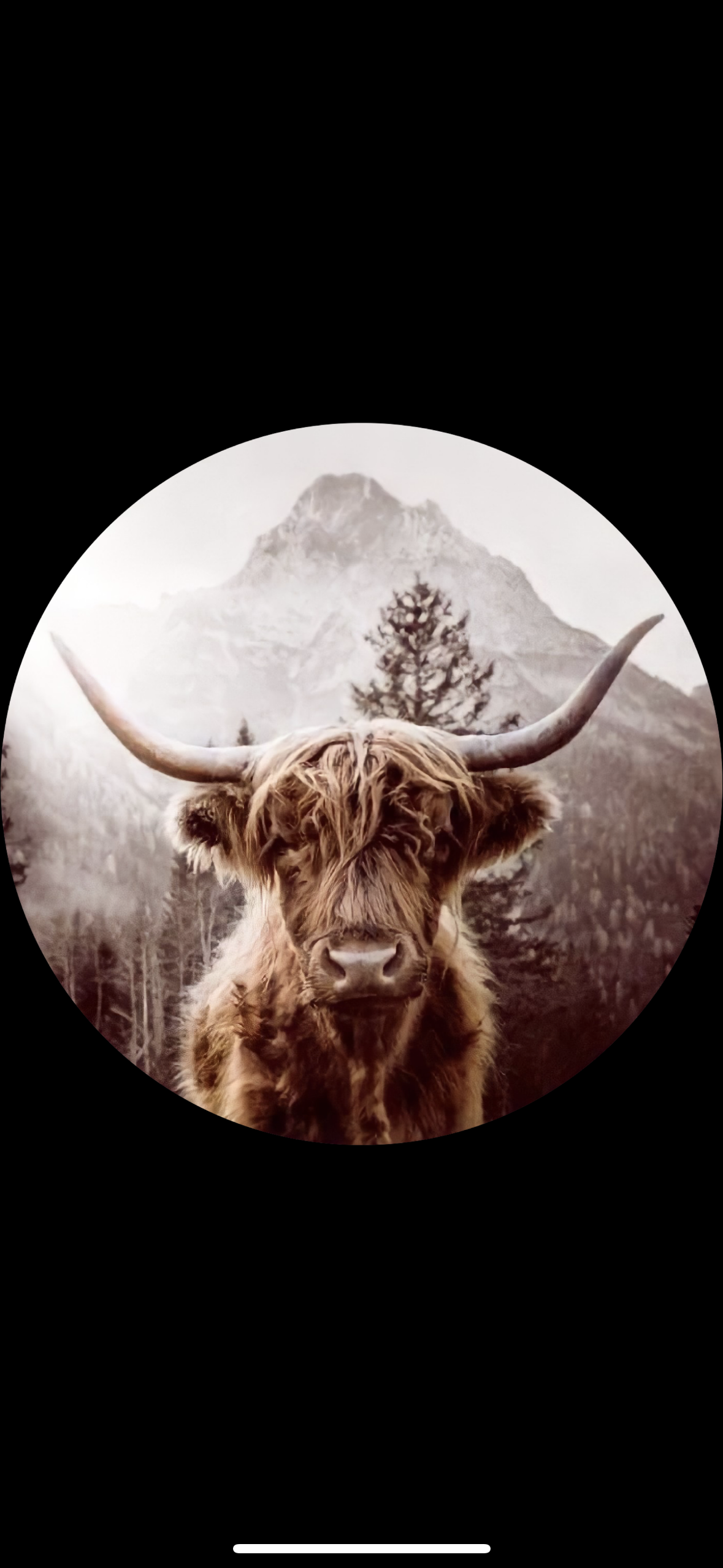 Highland Cows Freshie The Stout Steer