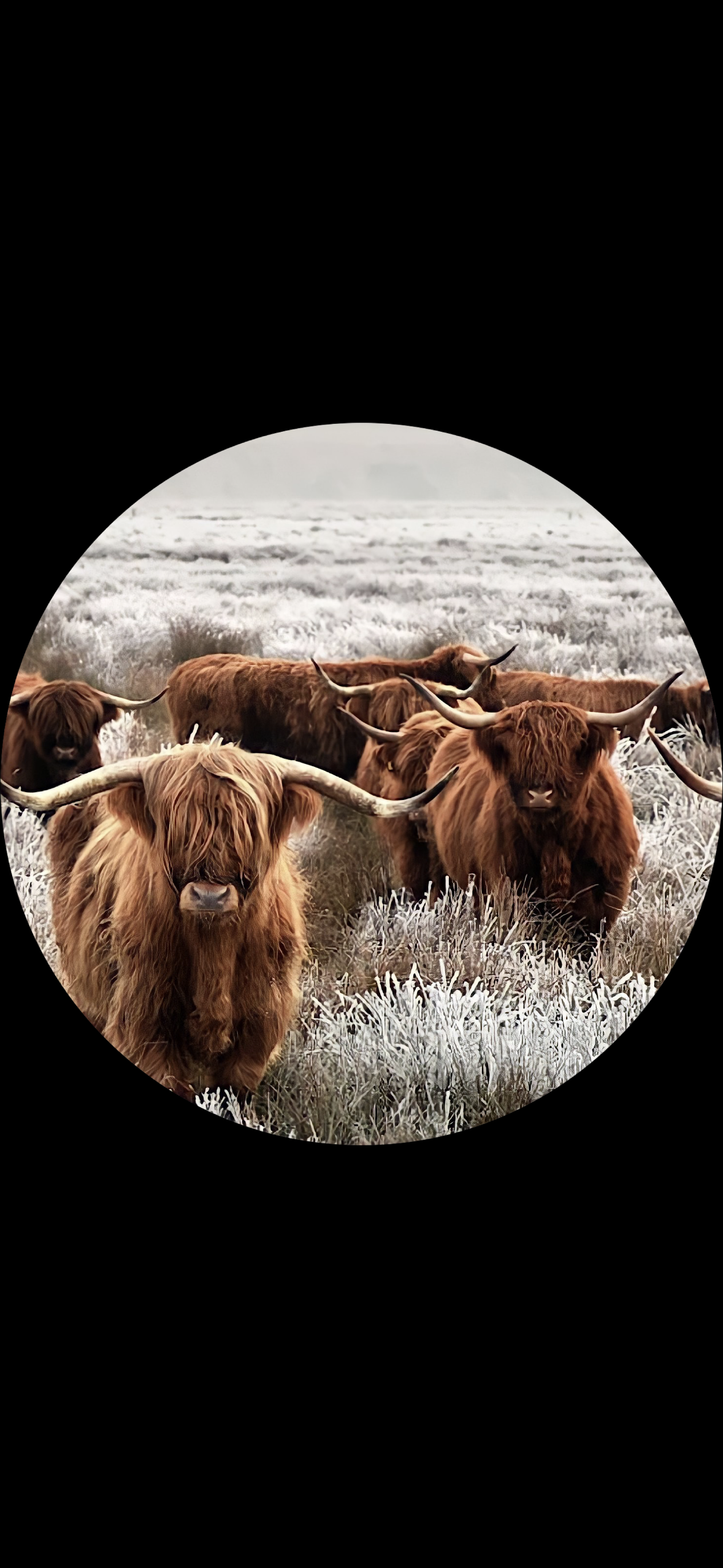 Highland Cows Freshie The Stout Steer