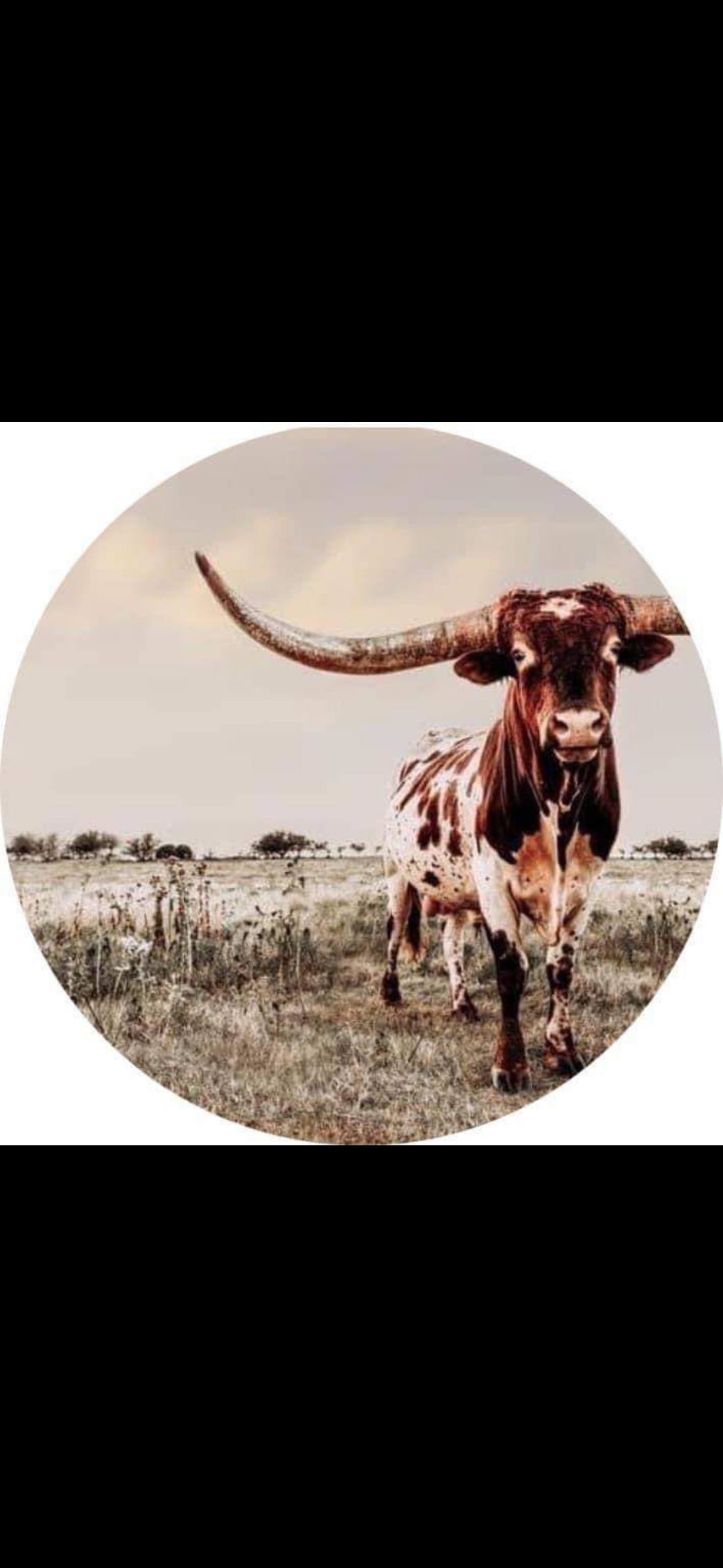 Western Style 2 Freshie The Stout Steer